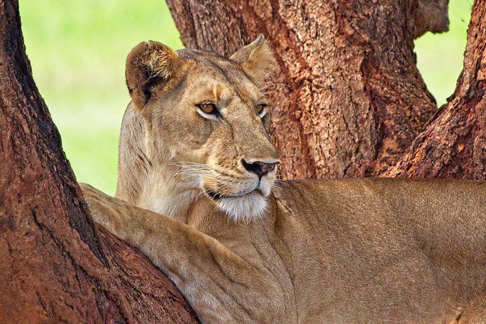 Keeping Watch.jpg